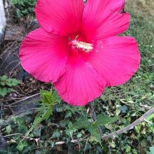 Meet your Posher, Norman